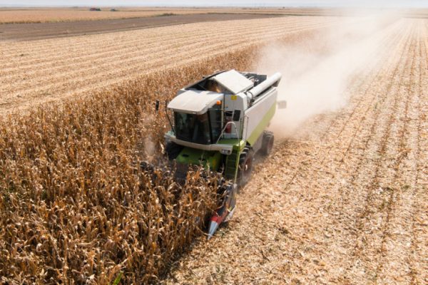 Combine Operator Harvesting Corn on the Field in Sunny Day.